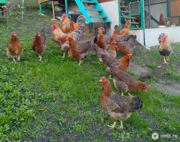 Инкубационное яйцо кур Билефельдер.. Фото 3.