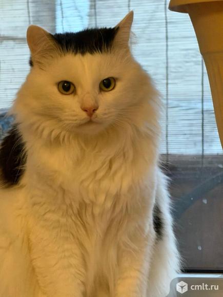 Отдам  котика в хорошие руки. Фото 1.