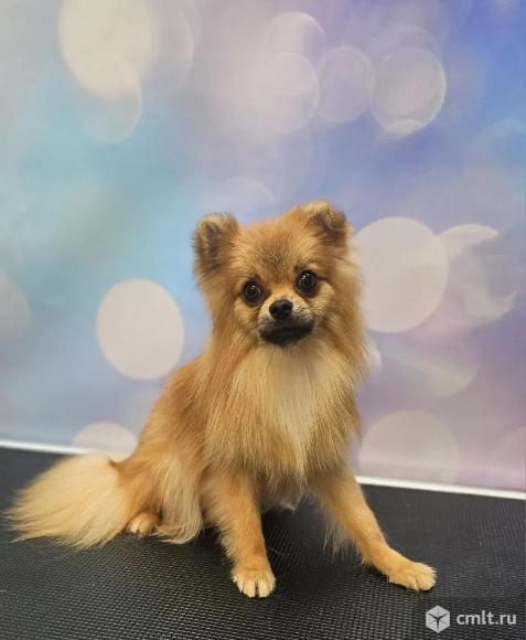 Подрощеный щенок мальчик, в мае будет год. Фото 1.