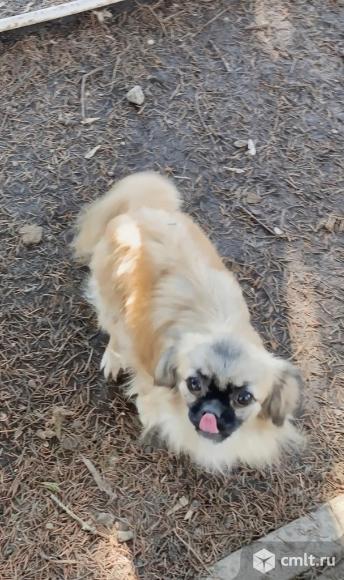 Подрощеный щенок мальчик, в мае будет год. Фото 11.
