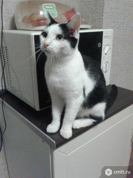 Молодой  котофей  Феликс  в  добрые  руки. Фото 1.