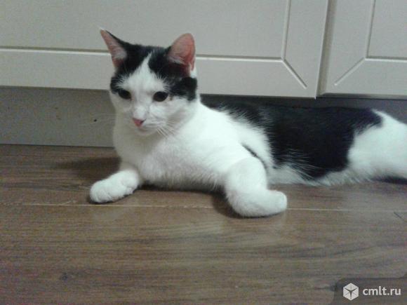 Молодой  котофей  Феликс  в  добрые  руки. Фото 6.