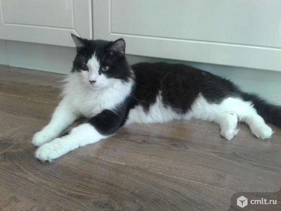 Красивый  котейка  Томас  в  добрые  руки. Фото 1.