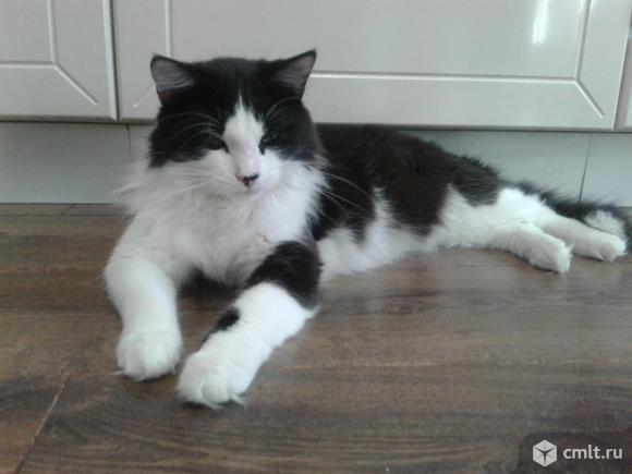 Красивый  котейка  Томас  в  добрые  руки. Фото 5.