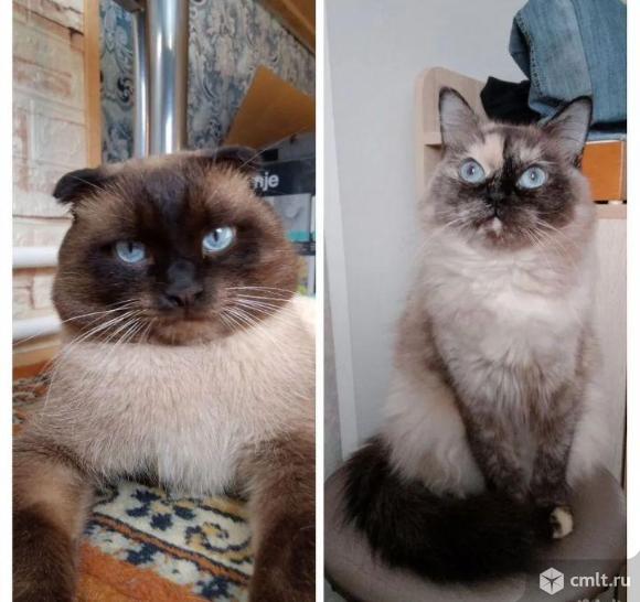 Тайские котята. Фото 18.