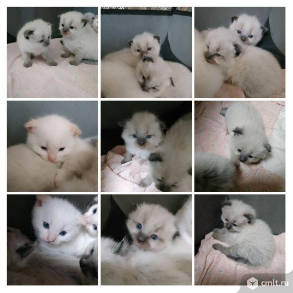 Тайские котята. Фото 1.