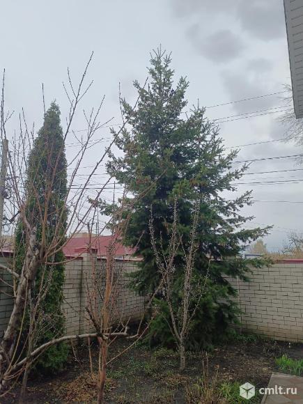 Пихта Псевдотсуга+кипарисовик, семена. Фото 6.
