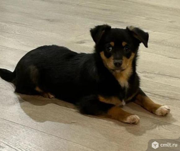 Пропала собака. Фото 1.