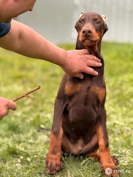 Щенок добермана. Фото 5.