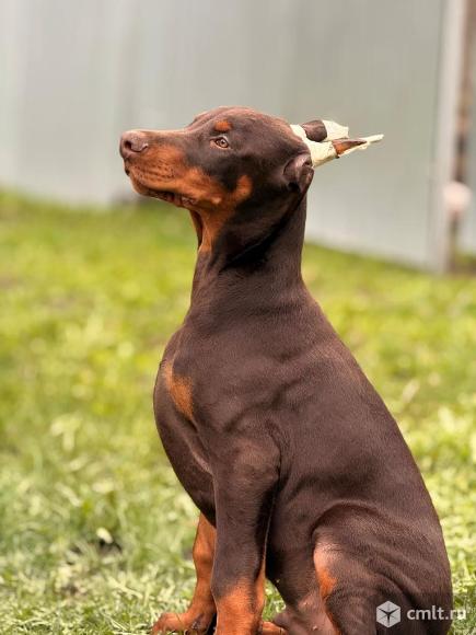 Щенок добермана. Фото 1.