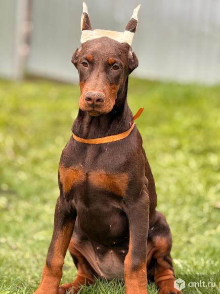 Щенок добермана. Фото 5.