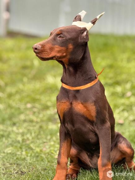Щенок добермана. Фото 1.