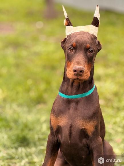 Красивый щенок добермана. Фото 6.