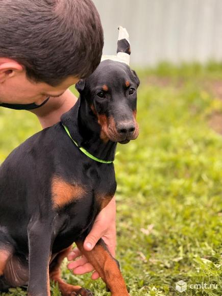 Породный щенок добермана. Фото 1.