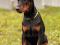 Породный щенок добермана. Фото 3.