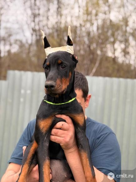 Породный щенок добермана. Фото 9.