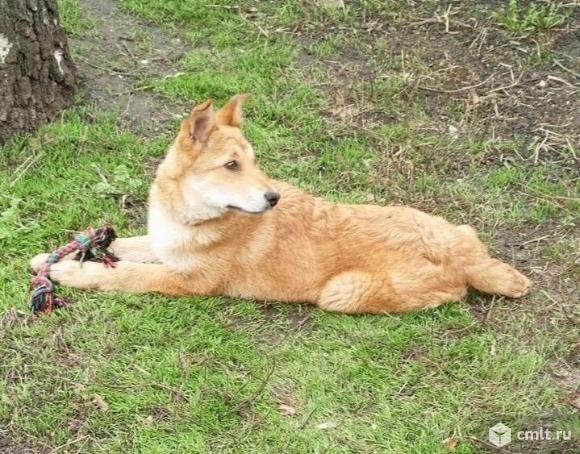 Щенуля ищет дом. Фото 1.