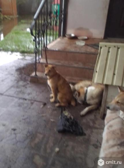 Щенуля ищет дом. Фото 5.