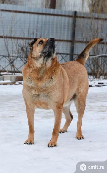 Взрослый пес в добрые руки. Фото 1.