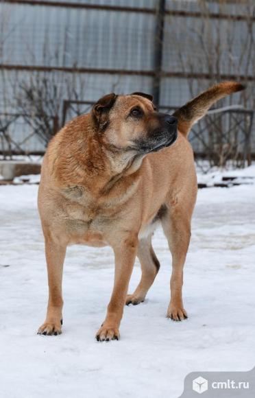 Взрослый пес в добрые руки. Фото 4.