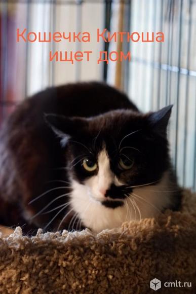 Кошка Кити ищет дом. Фото 1.