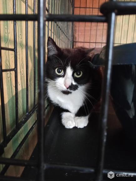 Кошка Кити ищет дом. Фото 5.