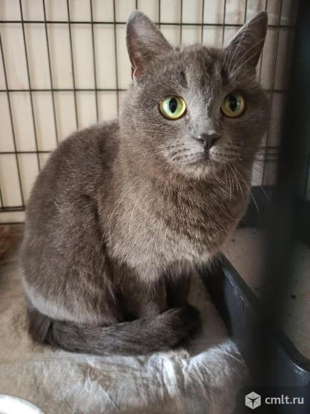 Кошка Оливия в добрые руки. Фото 6.