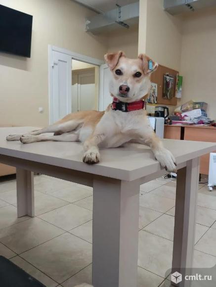 Маленькая собачка в добрые руки. Фото 1.