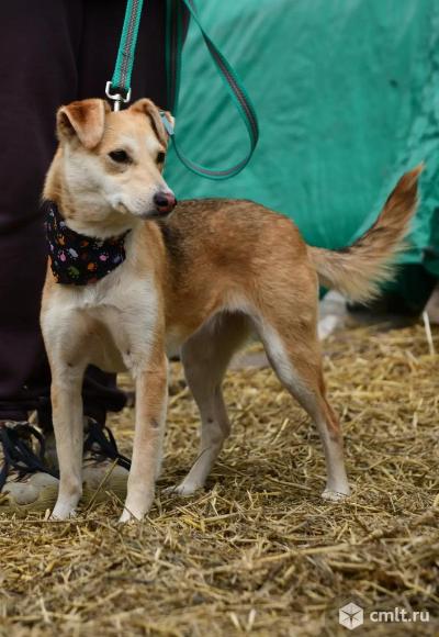 Маленькая собачка в добрые руки. Фото 6.