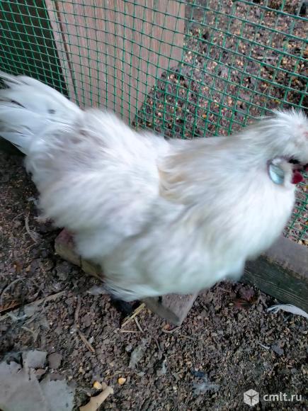 Китайские шёлковые. Фото 1.