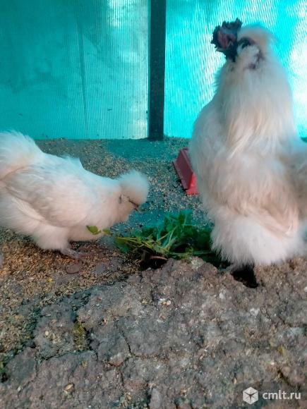 Китайские шёлковые. Фото 3.