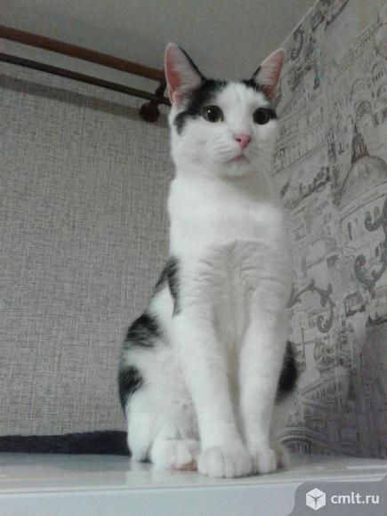 Молодой  черно-белый  кот  Феликс. Фото 1.