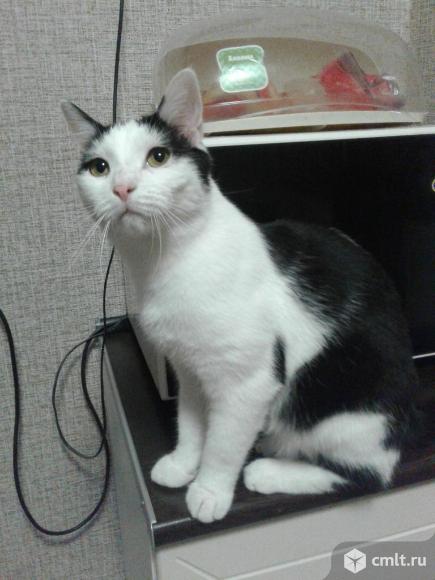 Молодой  черно-белый  кот  Феликс. Фото 5.