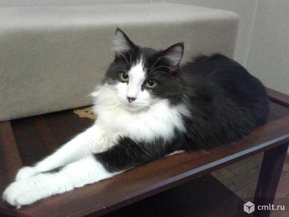 Красивый  кот  Томас. Фото 1.