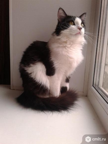 Красивый  кот  Томас. Фото 5.