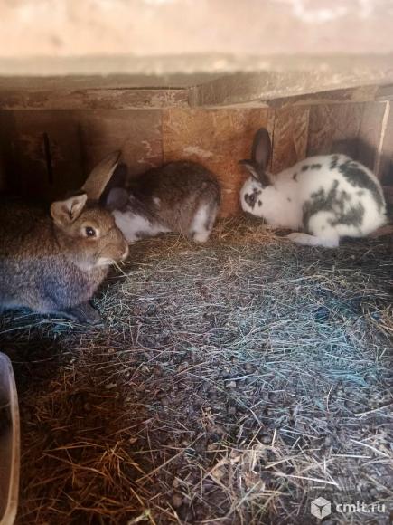Кролы. Фото 1.