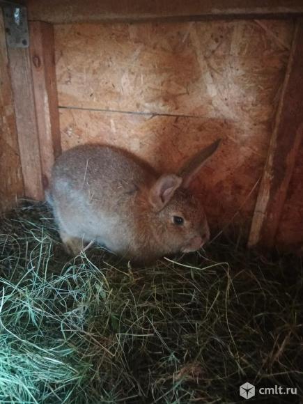 Кролы. Фото 3.