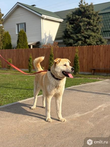 Балу метис акита - ину. Фото 1.