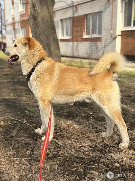 Балу метис акита - ину. Фото 7.