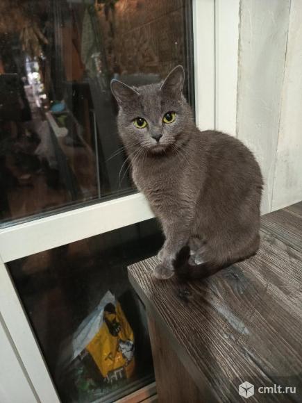 Кошка полу британка в добрые руки. Фото 1.