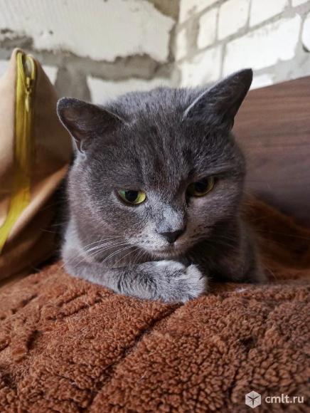 Кошка полу британка в добрые руки. Фото 5.