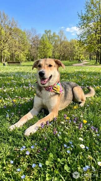 Собака-улыбака в добрые руки. Фото 1.