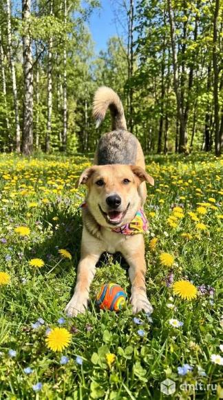 Собака-улыбака в добрые руки. Фото 5.