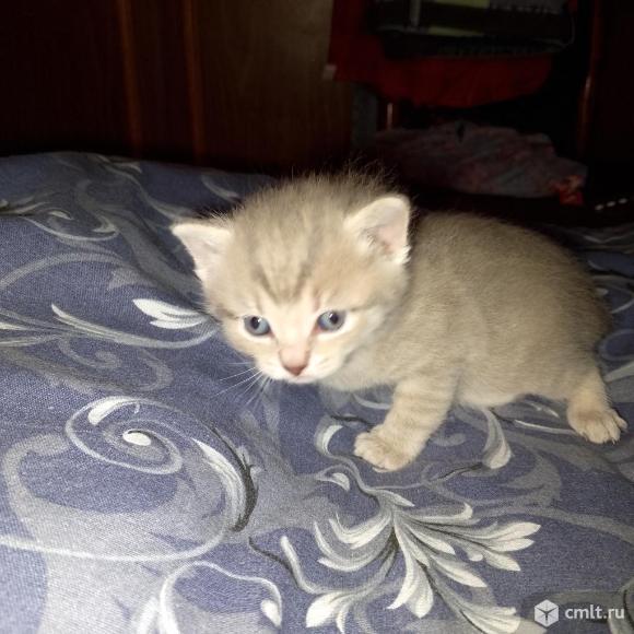 Отдам котят в добрые руки ,родились 3 апреля. Фото 1.