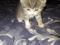 Отдам котят в добрые руки ,родились 3 апреля. Фото 2.