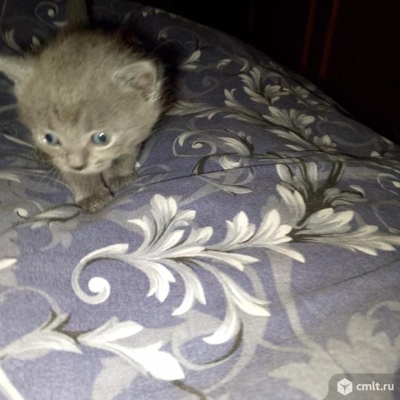 Отдам котят в добрые руки ,родились 3 апреля. Фото 4.