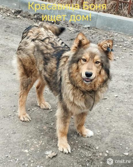 Собака Боня в добрые руки. Фото 1.