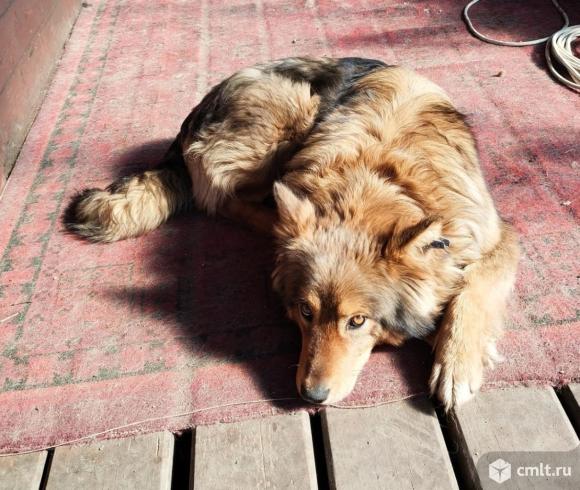 Собака Боня в добрые руки. Фото 6.