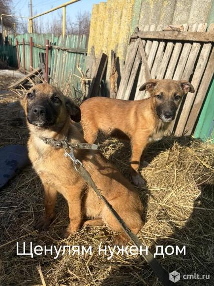Щенки в добрые руки. Фото 1.