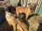 Щенки в добрые руки. Фото 1.